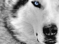 /album/galeria-de-fotos/papel-de-parede-lobo-jpg/